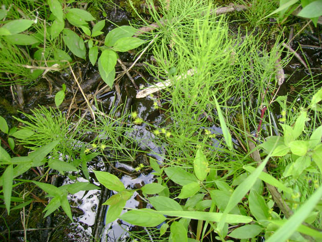 rare plant minnesota